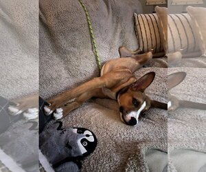 Badger - Male Mutt Dog for Adoption - Photo #3