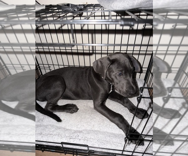 Medium Photo #1 Great Dane Puppy For Sale in MINDORO, WI, USA