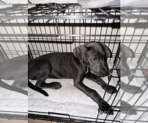 Great Dane Puppy for sale in MINDORO, WI, USA
