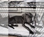 Small Great Dane