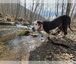 Small #5 Great Dane Mix