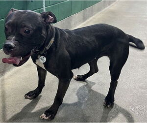 American Bulldog-Unknown Mix Dogs for adoption in Forestville, MD, USA