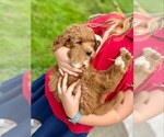 Small Photo #15 Goldendoodle Puppy For Sale in TOLEDO, OH, USA