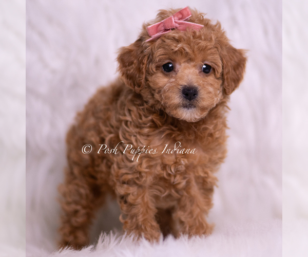 Medium Photo #5 Poodle (Miniature) Puppy For Sale in WARSAW, IN, USA