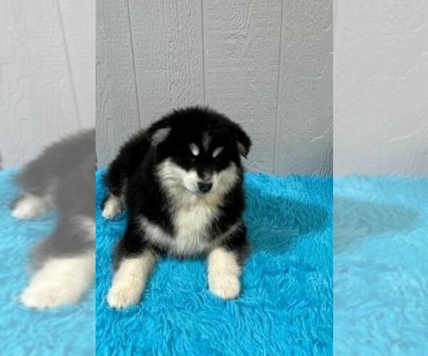 Medium Photo #12 Pomsky Puppy For Sale in BELLEVUE, IA, USA