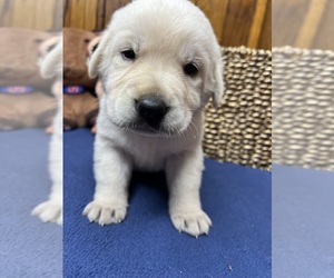 Labrador Retriever Puppy for Sale in NEOLA, West Virginia USA