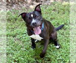 Small #1 American Pit Bull Terrier Mix
