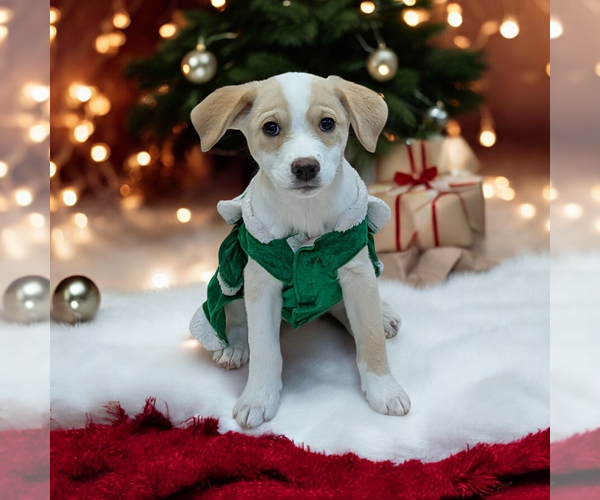 Medium Photo #1 Boxador Puppy For Sale in Vail, AZ, USA