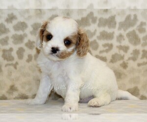 Cavapoo Puppy for sale in DENVER, PA, USA