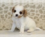 Small Cavapoo
