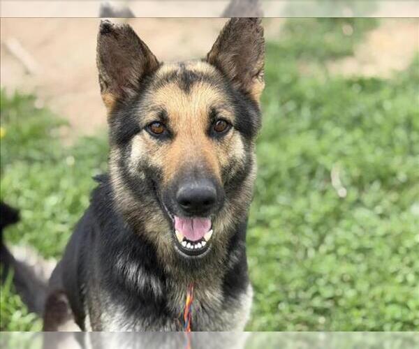 Medium Photo #1 German Shepherd Dog Puppy For Sale in Tulsa, OK, USA