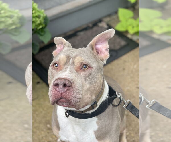 Medium Photo #28 Staffordshire Bull Terrier-Unknown Mix Puppy For Sale in Mount Laurel, NJ, USA