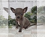Small #22 Chihuahua