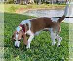 Small #11 Beagle