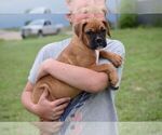 Small Photo #4 Boxer Puppy For Sale in HUMBOLDT, NE, USA