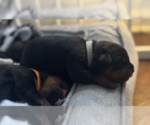 Puppy Grey Collar Rottweiler