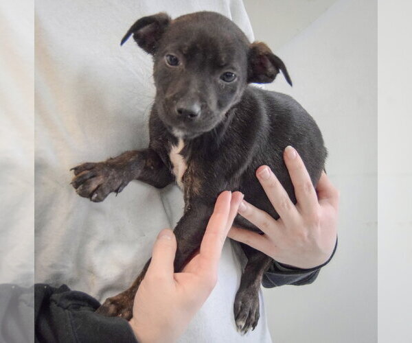 Medium Photo #3 Jack Russell Terrier-Unknown Mix Puppy For Sale in Huntley, IL, USA
