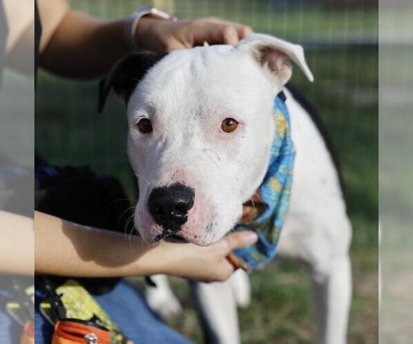 Medium Photo #1 American Staffordshire Terrier-Unknown Mix Puppy For Sale in San Antonio, TX, USA