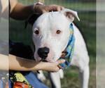 HAM - Male American Staffordshire Terrier-Unknown Mix Dog for Adoption - Small photo
