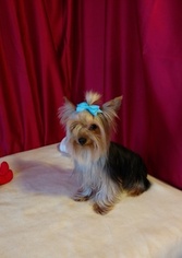 Yorkshire Terrier Puppy for sale in ELLIJAY, GA, USA
