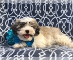 Small Photo #14 Zuchon Puppy For Sale in LAKELAND, FL, USA