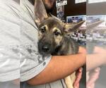 Small German Shepherd Dog