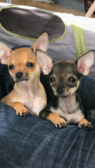 Chihuahua Puppy for sale in SAN FRANCISCO, CA, USA