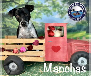 Manchas - Male Rat Terrier-Unknown Mix Dog for Adoption - Photo #5