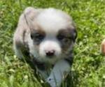 Puppy Puppy #6 Miniature American Shepherd