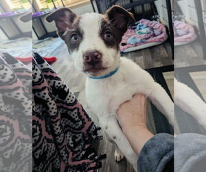 Huskies -Labrador Retriever Mix Dogs for adoption in Princeton, MN, USA