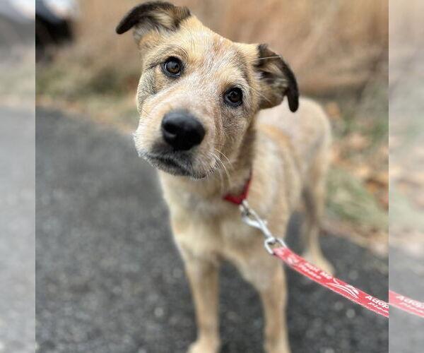 Medium Photo #3 Mutt Puppy For Sale in Canton, CT, USA