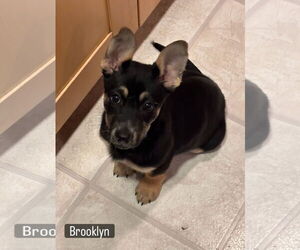 German Shepherd Dog-Unknown Mix Dogs for adoption in Davis, CA, USA