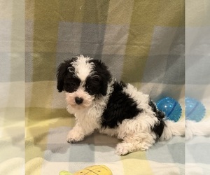 Havapoo Puppy for Sale in GUTHRIE, Kentucky USA