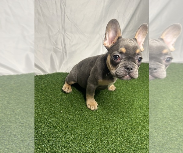 Medium Photo #3 French Bulldog Puppy For Sale in LOS ANGELES, CA, USA