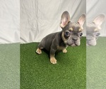 Small #2 French Bulldog