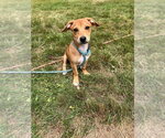 Small #1 Beagle Mix
