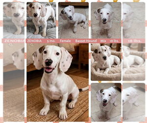Basset Hound-Unknown Mix Dogs for adoption in Mesa, AZ, USA