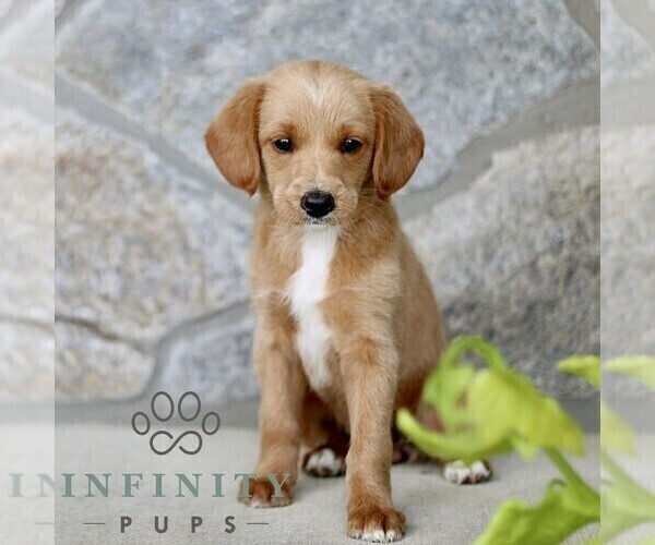 Medium Photo #1 Miniature Labradoodle Puppy For Sale in BIRD IN HAND, PA, USA