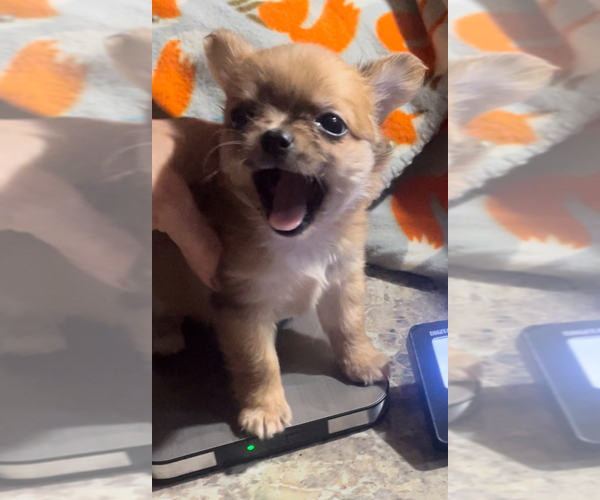 Medium Photo #24 Chihuahua Puppy For Sale in ADAMSVILLE, TN, USA