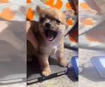 Small #23 Chihuahua