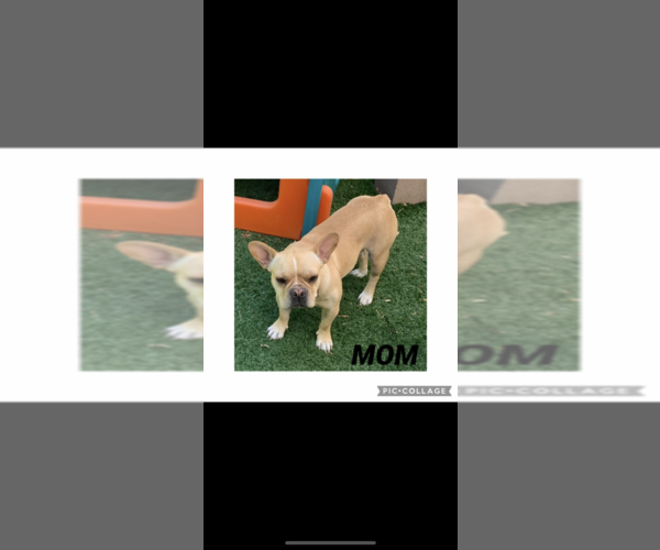 Medium Photo #3 French Bulldog Puppy For Sale in ALBUQUERQUE, NM, USA