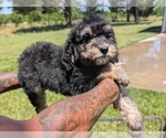 Small Photo #23 Bernedoodle-Golden Mountain Dog Mix Puppy For Sale in DAVIS, CA, USA