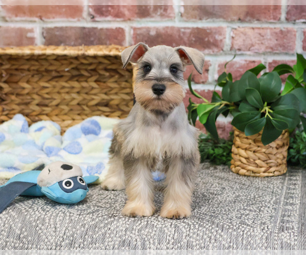 Medium Photo #3 Schnauzer (Miniature) Puppy For Sale in SYRACUSE, IN, USA