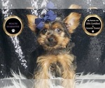Small #5 Yorkshire Terrier