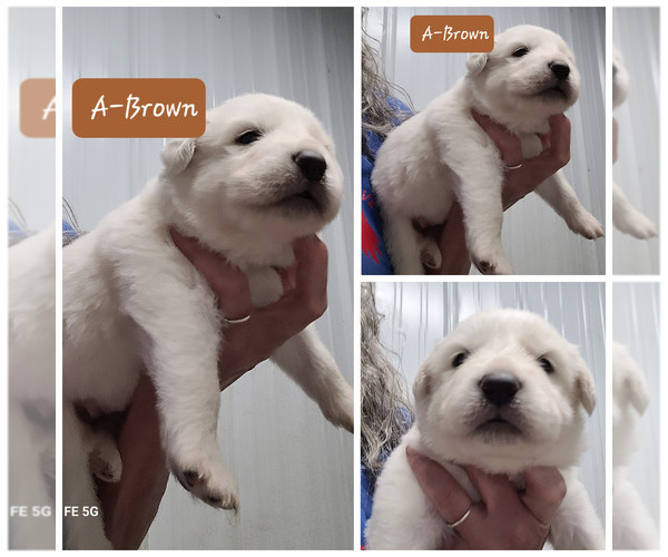 Medium Photo #8 Great Pyrenees Puppy For Sale in SCOTTSVILLE, KY, USA