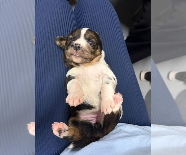 Medium Photo #1 Collie-Unknown Mix Puppy For Sale in Calgary, Alberta, Canada