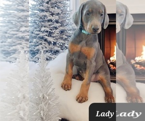 Doberman Pinscher Puppy for sale in POMEROY, OH, USA