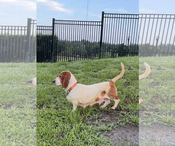 Medium Photo #6 Basset Hound Puppy For Sale in Valrico, FL, USA