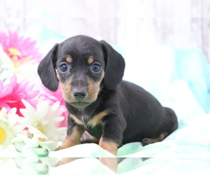 Dachshund Puppy for sale in SHILOH, OH, USA