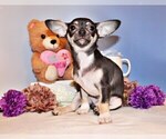 Small #13 Chihuahua
